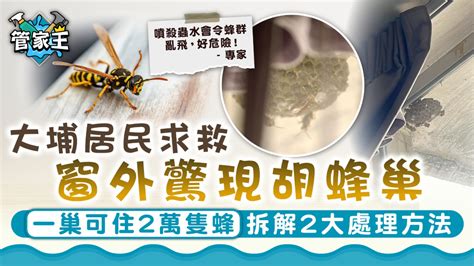 窗戶外有蜂窩|處理蜂巢｜大埔居民求救窗外驚現胡蜂巢 一巢可住2萬 